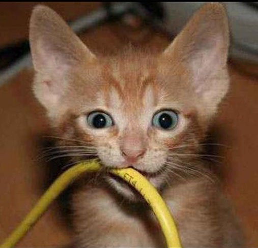 Кот грызет провода